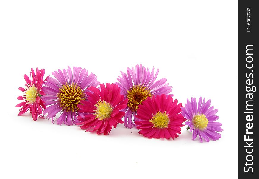 Violet and pink flowers isolated over white.