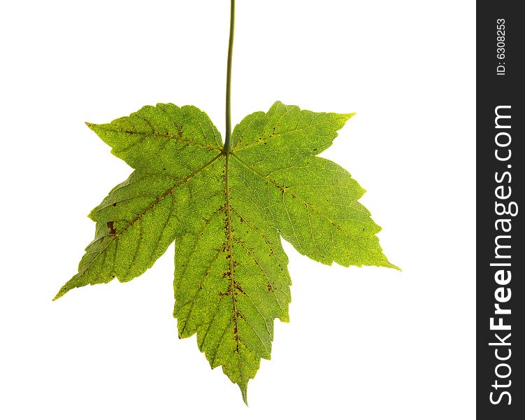 Maple leaf isolated on white background