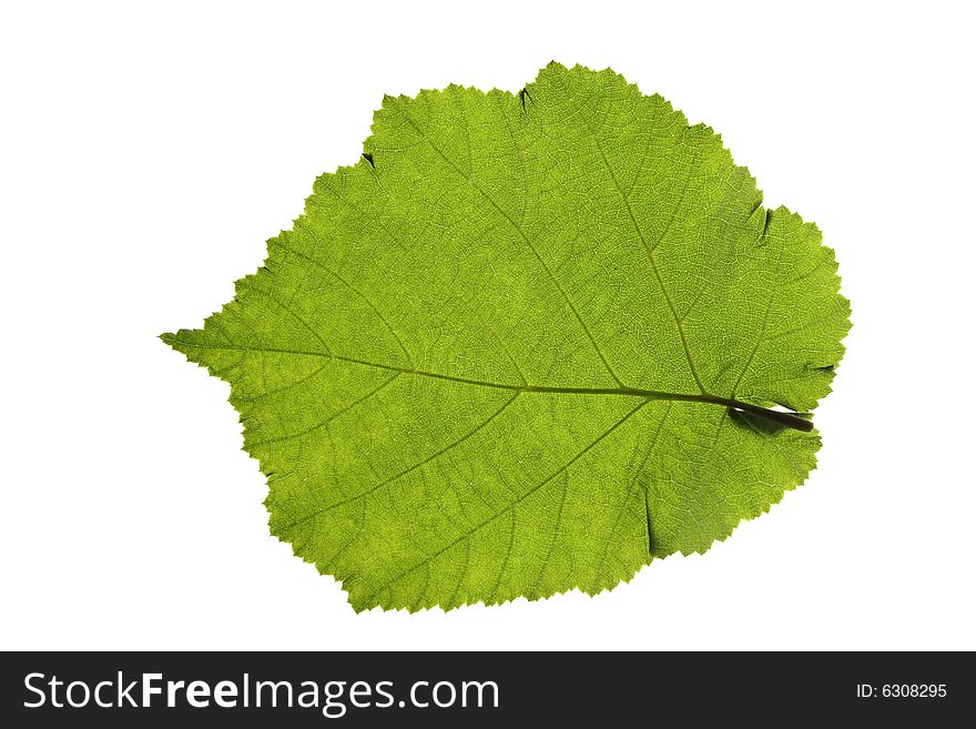 Hazel leaf isolated on white background