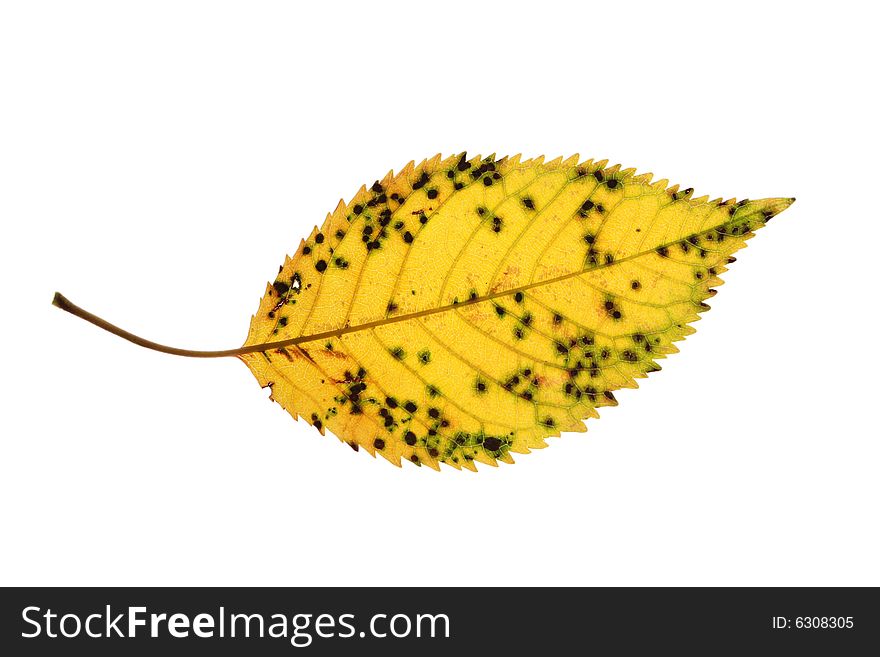 Cherry tree leaf isolated on white