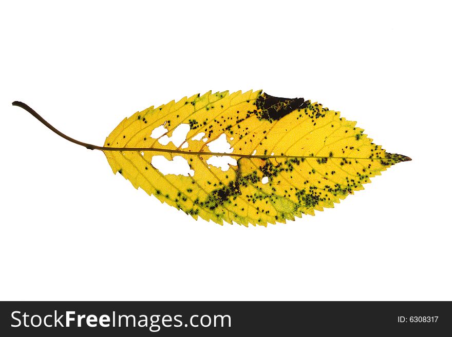 Old cherry tree leaf isolated on white background