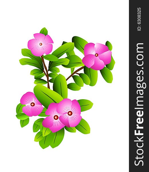 Blooming flowers in plant on white background