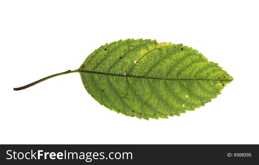 Green cherry tree leaf isolated on white background