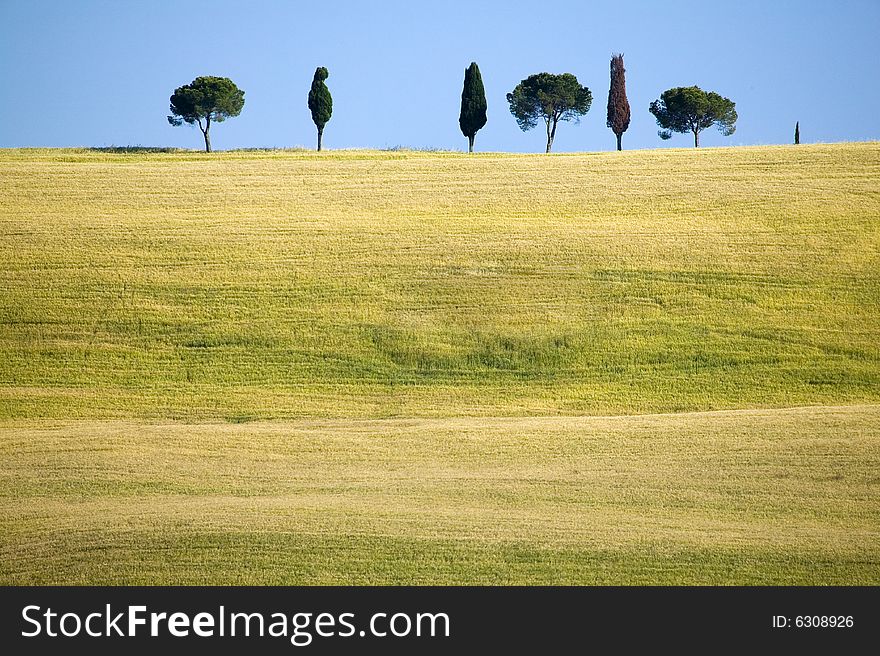 Summer countryside in Tuscany with cypress. Summer countryside in Tuscany with cypress