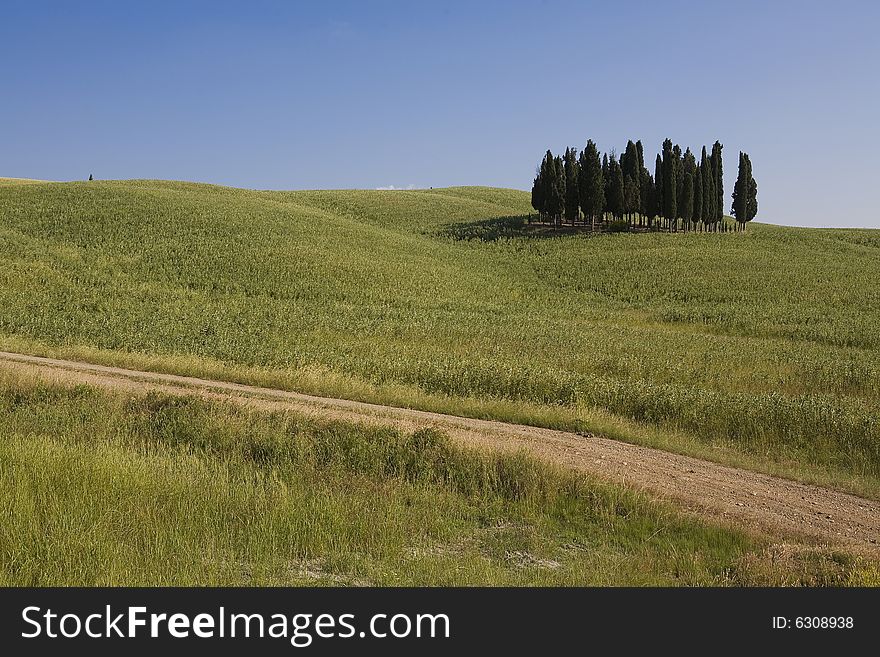 Summer countryside in Tuscany with cypress and road. Summer countryside in Tuscany with cypress and road