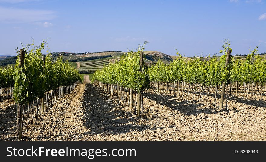 Summer countryside in Tuscany with vineyards. Summer countryside in Tuscany with vineyards