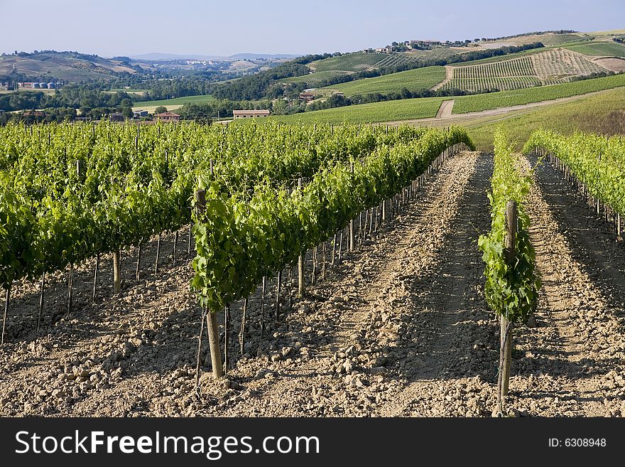 Summer countryside in Tuscany with vineyards. Summer countryside in Tuscany with vineyards