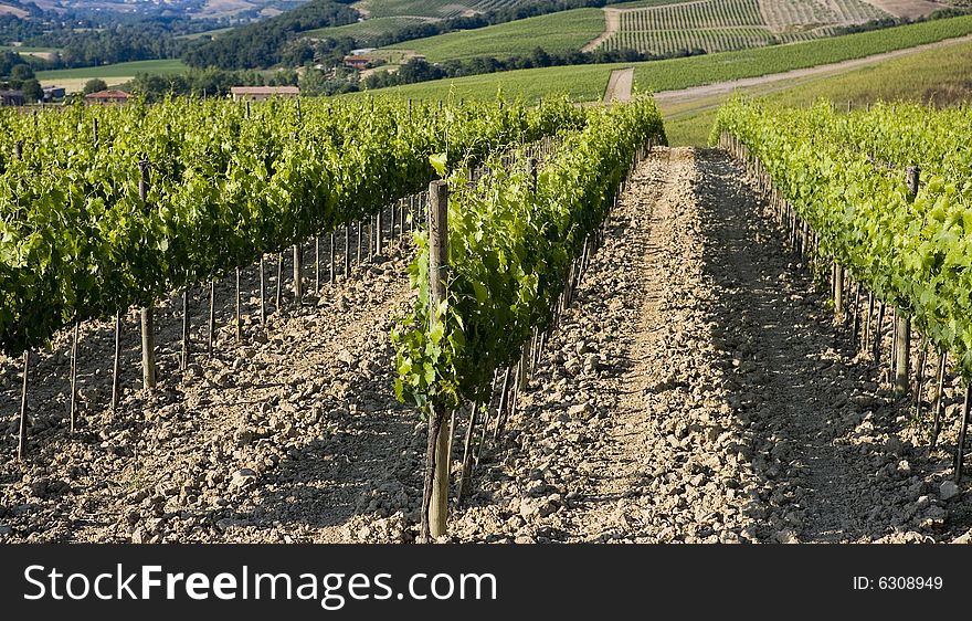 Summer countryside in Tuscany with vineyards. Summer countryside in Tuscany with vineyards