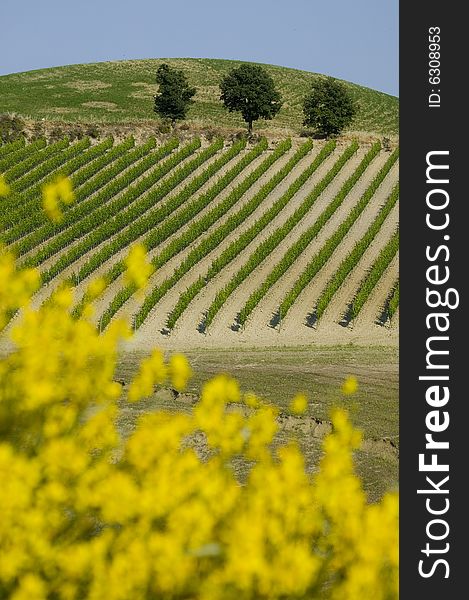 TUSCANY Countryside With Blooming Bush