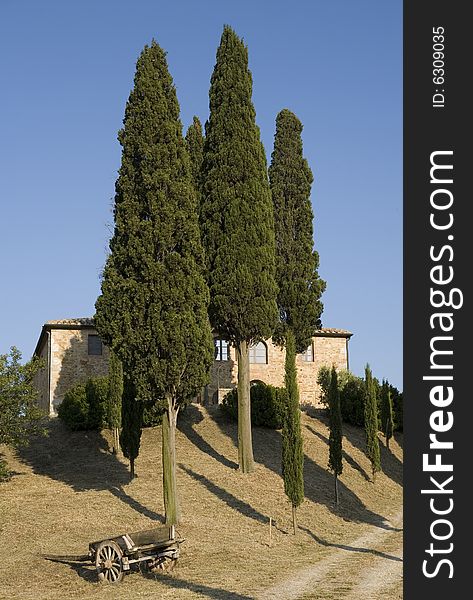 Summer in tuscany with cypress tree. Summer in tuscany with cypress tree