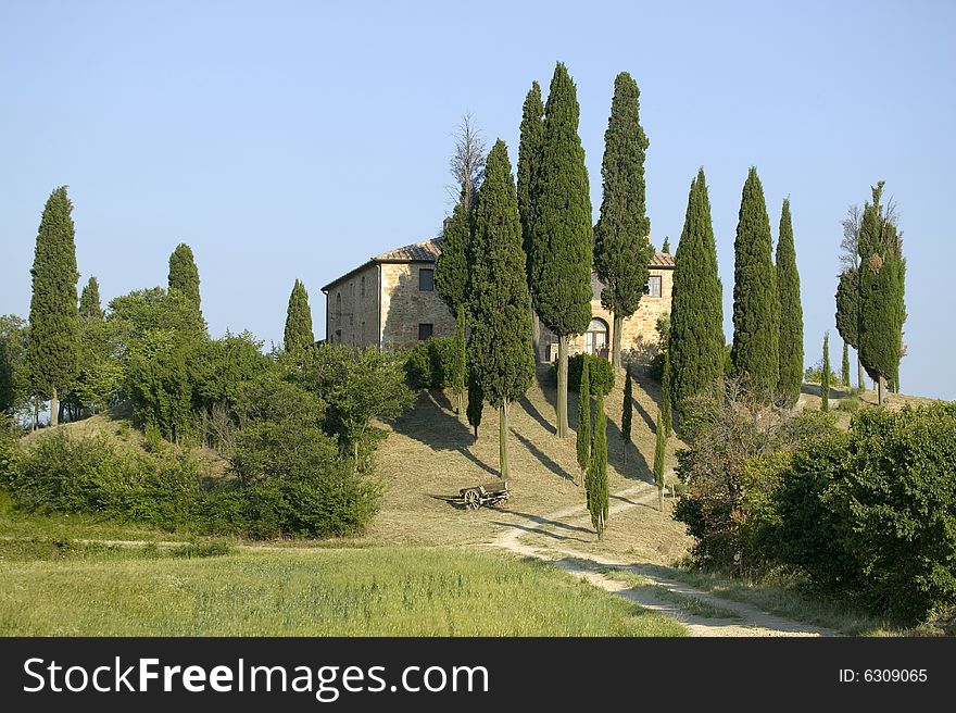 Summer in tuscany with cypress tree. Summer in tuscany with cypress tree