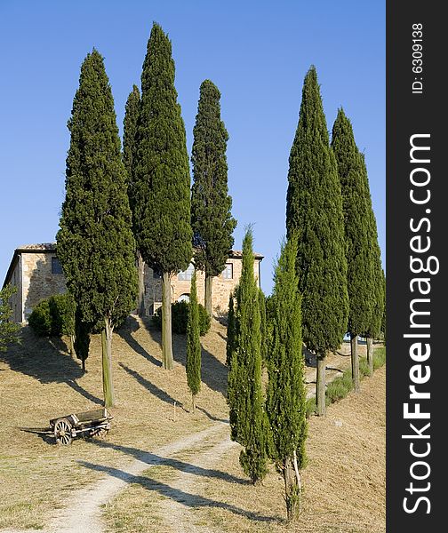 Summer in tuscany with cypress tree. Summer in tuscany with cypress tree