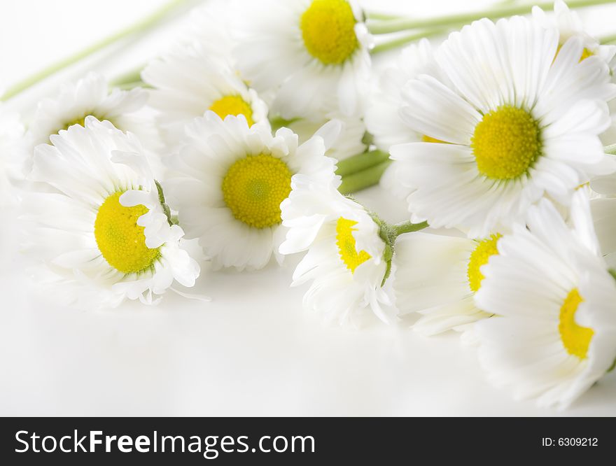 Beautiful bouquet of white camomiles. Beautiful bouquet of white camomiles