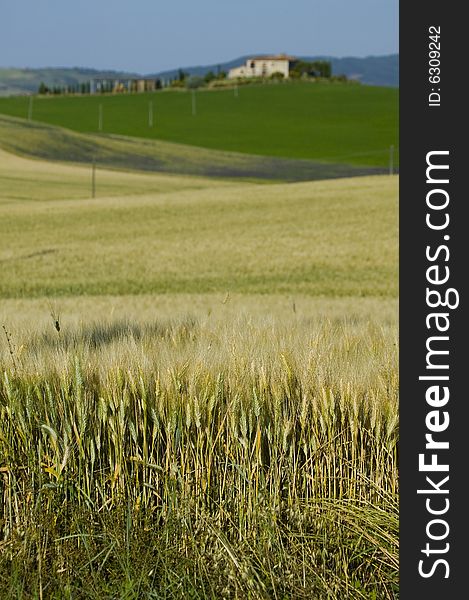 Summer countryside in Tuscany with distant farm. Summer countryside in Tuscany with distant farm