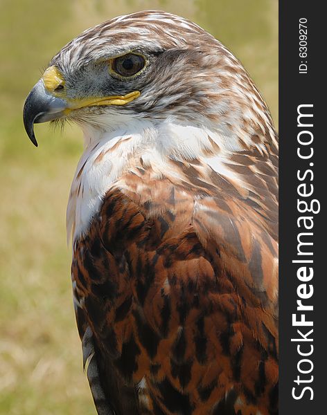 Closeup shot of red tail hawk, with its brown plumage and yellow beak