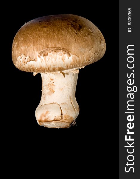 Mushroom