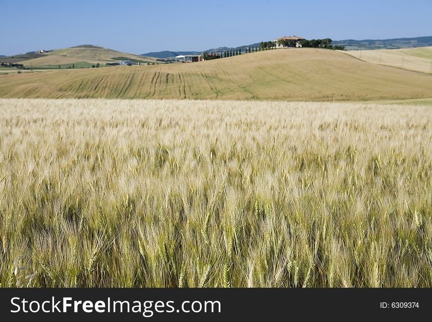 Summer countryside in Tuscany with distant farm and meadow. Summer countryside in Tuscany with distant farm and meadow