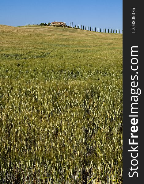Summer countryside in Tuscany with distant farm and meadow. Summer countryside in Tuscany with distant farm and meadow