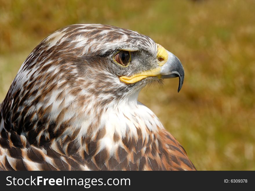 Closeup shot of red tail hawk, with its brown plumage and yellow beak