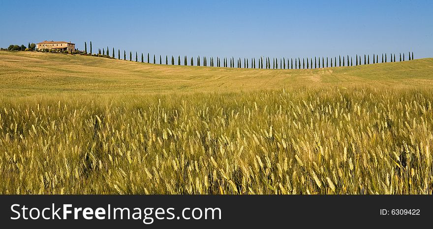 Summer countryside in Tuscany with cypress and farm. Summer countryside in Tuscany with cypress and farm