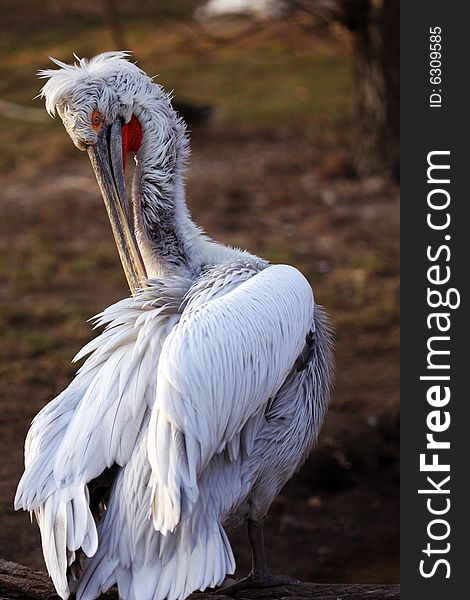 White pelican take a care of his plumage. White pelican take a care of his plumage