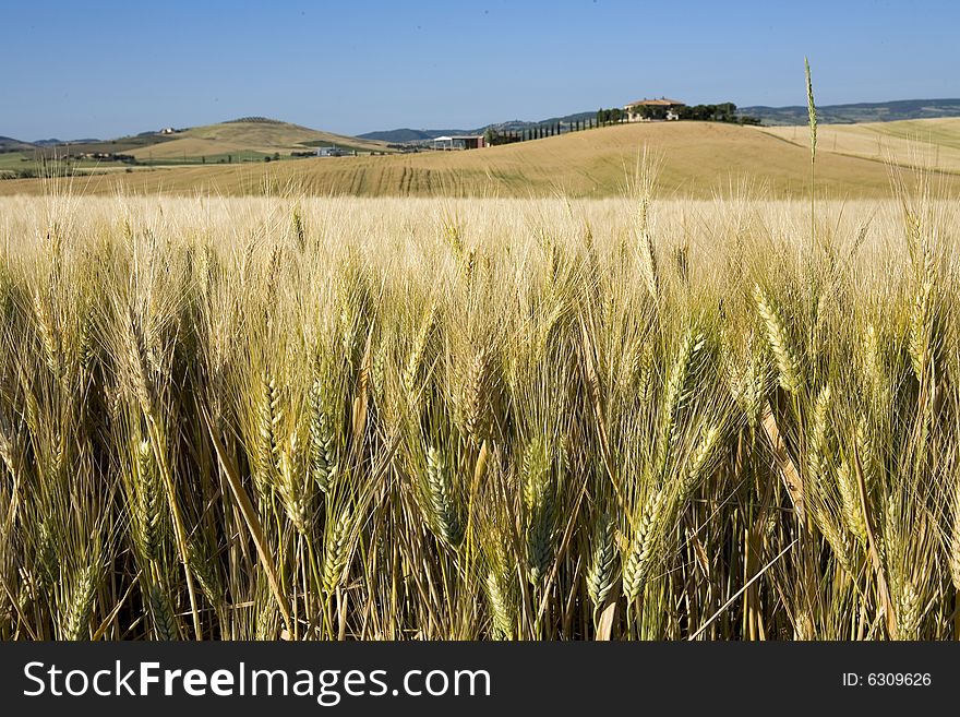 Tuscan countryside, close-up on the spikes, distant farm. Tuscan countryside, close-up on the spikes, distant farm