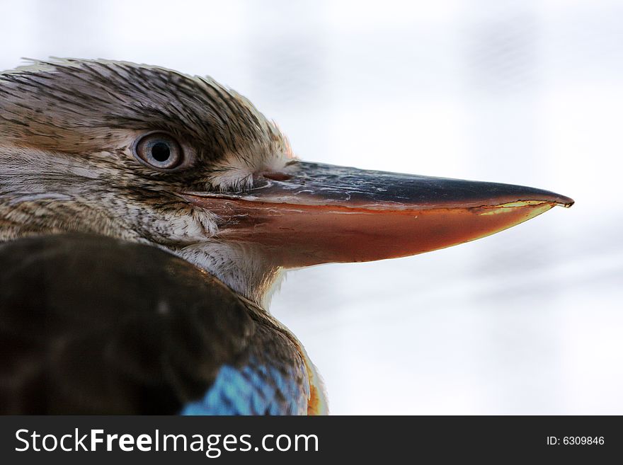 Portrait of Kingfisher, great hunter