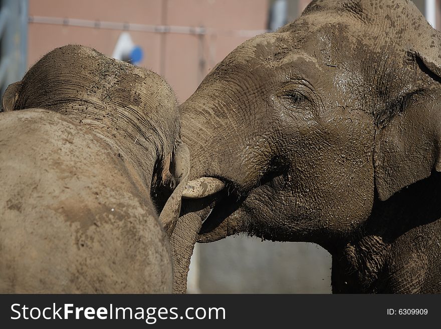 Funny elephants in the zoo