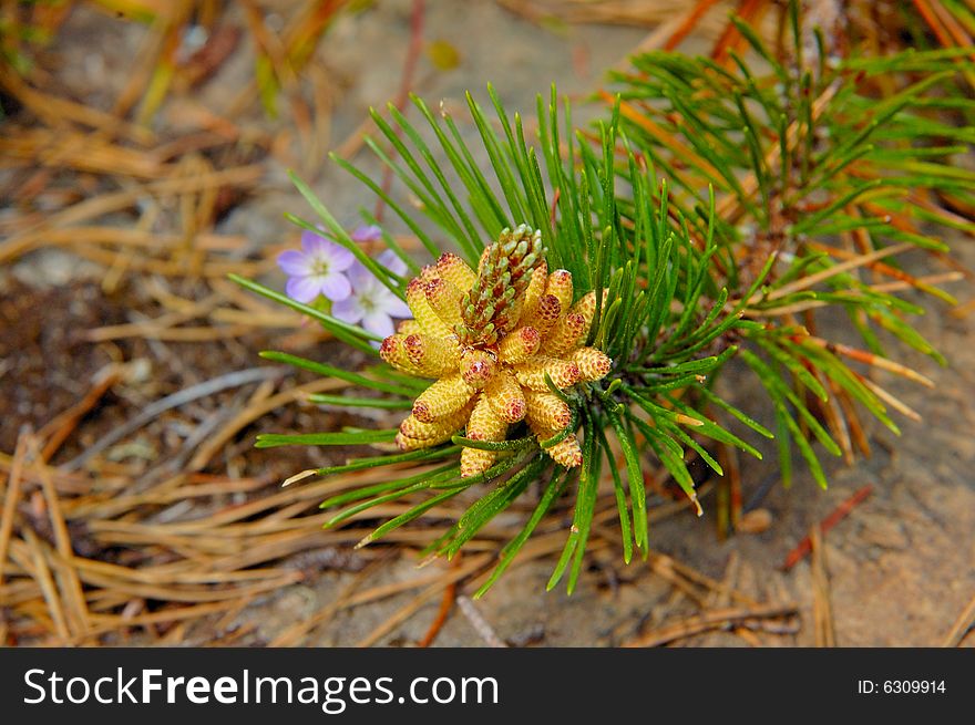 Blooming pine on the rock with little blue flower near itself