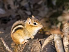 Eastern Chipmunk On A Log Royalty Free Stock Photos Eastern Chipmunk On A Log Royalty Free Stock Photos