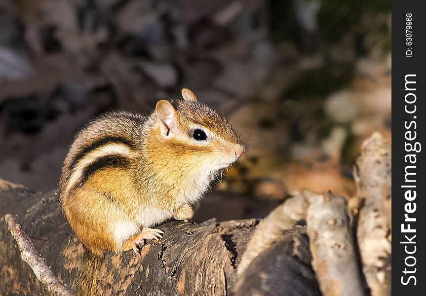 Eastern Chipmunk (Tamias striatus) sits on log in a forest in late afternoon sun. Eastern Chipmunk (Tamias striatus) sits on log in a forest in late afternoon sun.