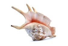 Seashell Royalty Free Stock Images