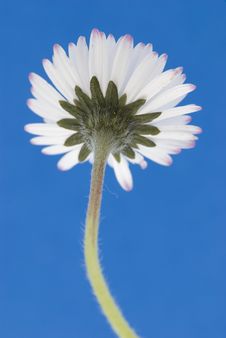 White Daisy Stock Photos