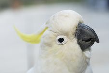 Sulphur Crested Royalty Free Stock Images Sulphur Crested Royalty Free Stock Images