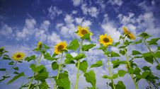 Sunflowers And Sky Stock Images Sunflowers And Sky Stock Images