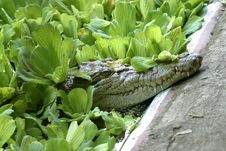Stealthy Crocodile Royalty Free Stock Images