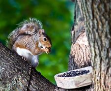 Gray Squirrel Royalty Free Stock Photography Gray Squirrel Royalty Free Stock Photography