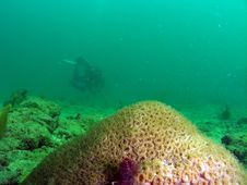 Star Coral And Diver Stock Image Star Coral And Diver Stock Image