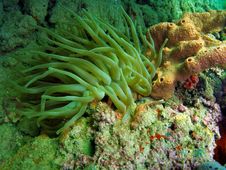 Giant Anemones Royalty Free Stock Images