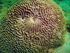 Brain Coral Royalty Free Stock Photo Brain Coral Royalty Free Stock Photo