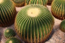 Cactus Thorns Royalty Free Stock Photography Cactus Thorns Royalty Free Stock Photography