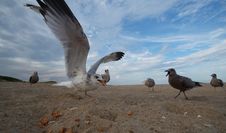 Super Close Seagull Royalty Free Stock Image Super Close Seagull Royalty Free Stock Image