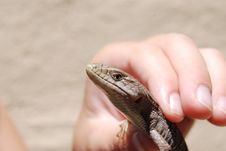 Southern Alligator Lizard Royalty Free Stock Photo Southern Alligator Lizard Royalty Free Stock Photo