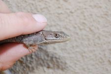 Southern Alligator Lizard Royalty Free Stock Images Southern Alligator Lizard Royalty Free Stock Images