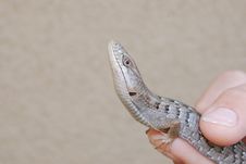 Southern Alligator Lizard Stock Image Southern Alligator Lizard Stock Image