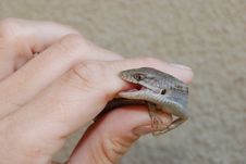 Southern Alligator Lizard Bite Stock Photography Southern Alligator Lizard Bite Stock Photography