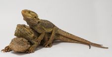 Stacked Bearded Dragons Royalty Free Stock Photography