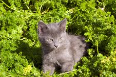 Playing Kitten On The Grass Stock Photo