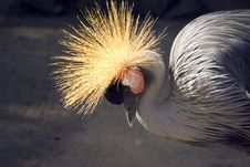 Crested Crane Stock Photo Crested Crane Stock Photo