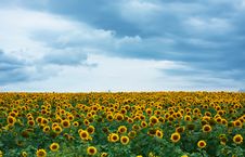 Field Of Sunflowers Royalty Free Stock Image Field Of Sunflowers Royalty Free Stock Image